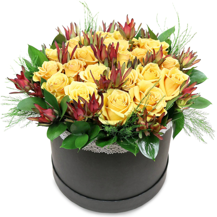 A luxurious floral hatbox design is displayed against a crisp white background, showcasing a carefully constructed dome of golden yellow roses that immediately draws the eye. The roses, around two dozen in number, are closely packed so that their velvety petals almost touch, creating a continuous, billowing surface of sunshine tones. Each bloom is at its peak, with petals unfurling in perfect spirals and catching the light in subtle highlights and shadows, giving the arrangement a rich, three-dimensional quality. Punctuating this sea of yellow are arresting vertical accents of Leucadendron 'Safari Sunset', their deep burgundy and maroon bracts stretching upward in pointed, flame-like shapes. The bracts are darkest at the tips, easing into russet and then muted green toward the base, adding both depth of colour and an intriguing, sculptural feel. Beneath and between the main flowers, a foundation of glossy dark green leaves, perhaps salal or camellia, curves outward to frame the bouquet, while finer, feathery fronds of light green foliage escape at the edges, softening the line where flowers meet container. The choice of a round, dark charcoal or black hatbox as the base gives the composition a distinctly modern flair, its matte surface quietly contrasting with the luminous blooms above. Just under the flowers, a narrow band of delicate white lace circles the rim, introducing a whisper of romantic detail without overwhelming the design. The overall impression is one of warmth and sophistication-a piece you could imagine on a dining table off Golders Green Road, in a studio near Hampstead Garden Suburb, or on a reception desk, bringing a gentle, uplifting brightness to everyday life while still feeling polished and contemporary.