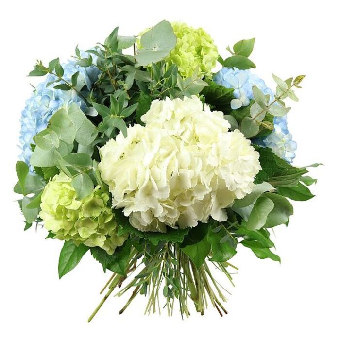 A richly textured hand-tied bouquet dominates the image, set crisply against a bright white background that makes its soft, cool colours appear almost luminous. In the centre, a large cream-white hydrangea head forms a plush focal point, each tiny floret overlapping the next to create a rounded, cloud-like mass. Around this, several equally full hydrangea heads in pale sky blue and fresh lime green are carefully placed, their pastel shades balancing one another and giving the bouquet the gentle freshness of an early summer morning in Golders Green. The blue blooms lift the eye to the upper left and right of the arrangement, while the lime-green hydrangeas tuck in near the base and edges, giving a sense of fullness without heaviness. Between and behind the flowers runs a generous collar of foliage. Distinctive eucalyptus branches offer rounded, silvery-green leaves that soften the colour palette and introduce a contemporary, slightly aromatic feel. Deeper emerald leaves - some more elongated and pointed - thread through the bouquet, adding depth, contrast, and the impression of natural garden growth, like a border one might see near Golders Hill Park. The stems are left long and clean at the bottom, bound securely to show a professional spiral hand-tied technique that makes the bouquet easy to place straight into a favourite glass or ceramic vase. Gentle, even lighting reveals the subtle veins on the petals and leaves, giving the whole image a polished yet inviting mood. This arrangement feels perfect for elegant home décor, small weddings, or as a thoughtful, understated gift delivered across NW11 by a local florist.