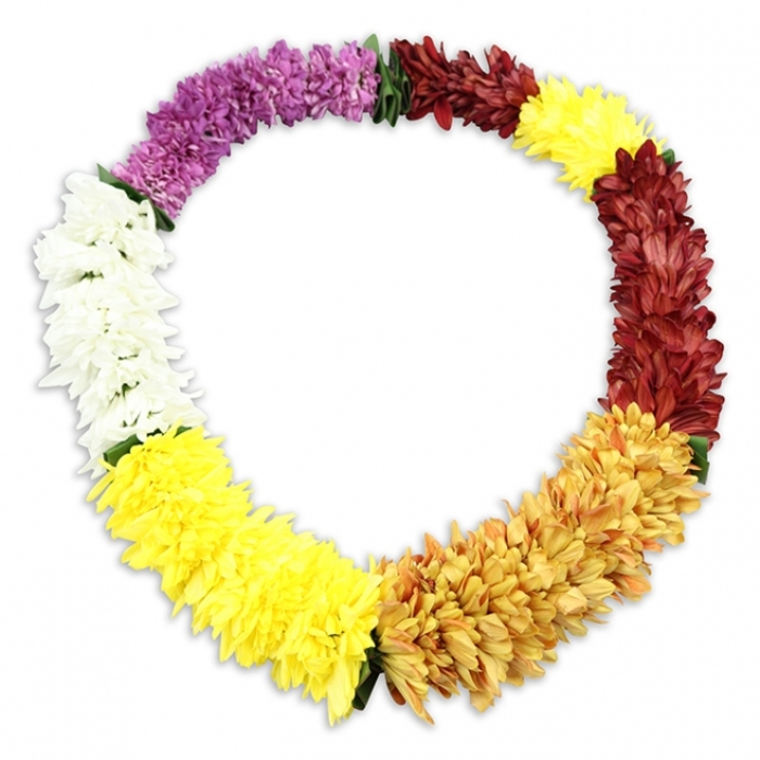 A richly coloured Hawaiian-style funeral lei rests in a perfect oval on a brilliant white background, the clean setting allowing every hue and petal to stand out with quiet clarity. The garland is densely woven from artificial flowers that closely resemble miniature chrysanthemums or ruffled carnations, each blossom plump and soft-looking, with layers of rounded petals creating a gently rippled surface. The colours move in carefully placed sections that read almost like chapters in a story of a life well lived. Beginning at the top left of the oval and moving clockwise, the lei opens with a run of deep, velvety purple flowers, then transitions into a comforting band of burgundy and maroon, rich as autumn leaves along nearby Golders Green Road. From there, the palette brightens into a joyful stretch of clear yellow blooms that feels like morning light, before flowing into a warm sequence of golden orange and burnt orange, echoing the tones of candles lit in remembrance. Another band of bright yellow follows, bringing renewed brightness, then softens into a crisp white section that introduces a moment of stillness and purity. A final return to bright yellow completes the loop, reinforcing the sense of eternity. Tiny glimpses of green foliage or binding thread can be seen between the different colour blocks, hinting at the meticulous craftsmanship behind the piece. Though the blooms are artificial, they appear fresh and full, ideal for a tribute that must withstand a longer graveside service or a vigil in a Golders Green chapel. A gentle shadow beneath the lei lifts it visually from the background, adding depth while preserving an atmosphere of calm respect and honour.