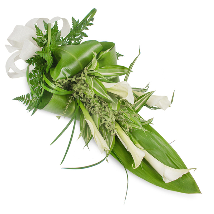 A sophisticated, elongated arrangement composed around several creamy white calla lilies, positioned on a pristine white background to accentuate their architectural beauty. The lilies' trumpet-shaped blooms slope gracefully downwards and to the right, their waxy petals slightly reflective under gentle, natural-feeling light. Around these luminous focal flowers, a variety of foliage provides sculptural contrast: broad, deep emerald tropical leaves form a folded, glossy foundation-one large leaf pressed and curved along the lower right and another wrapped subtly near the top left to create volume. Variegated green-and-white striped leaves thread through the centre, injecting brightness and pattern into the composition, while feathery emerald fern fronds soften edges and introduce delicate texture. Small, almost frothy sprays of pale green herbaceous foliage fill the spaces between larger elements, offering an organic, meadow-like note, and a few slender, grass-like blades arc outward to suggest motion and grace. The piece is tied at the wider, upper end with an off-white, linen-textured bow that feels tactile and slightly rustic against the otherwise modern lines. The lighting is calm and even, highlighting the lilies' curves and the leaves' glossy veins without harsh shadows. Emotionally, the bouquet reads as serene and dignified-equally suitable as a bridal accent for a clean, contemporary ceremony or as a respectful tribute at a memorial service near Golders Green Road or Golders Hill Park. The scent is understated, green and fresh, and the craftsmanship reflects the quiet, attentive style of a local florist: considered, balanced, and timeless.