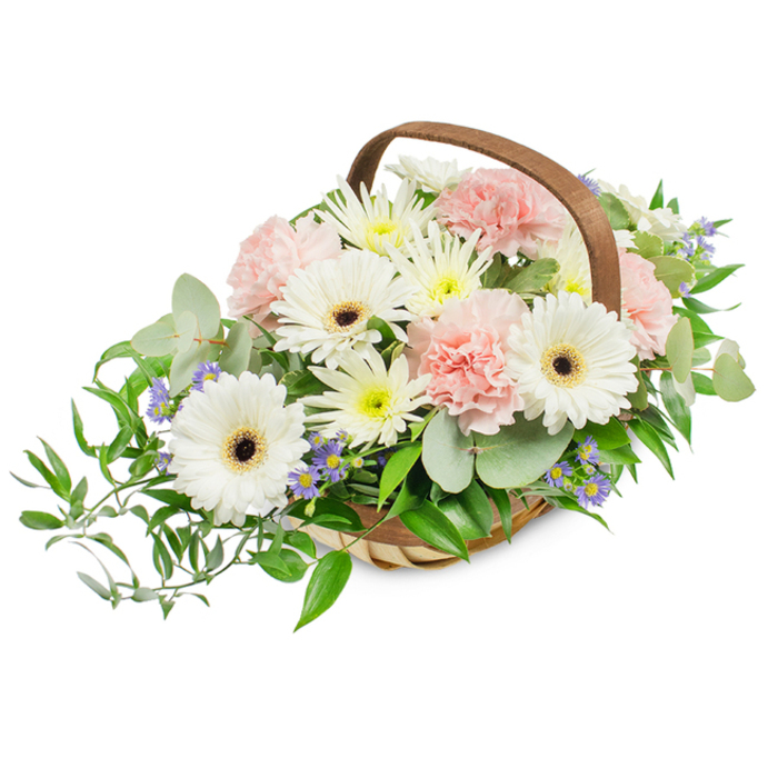 A generous, rounded floral display presented in a pale, woven willow basket, the piece balances classic simplicity with considered texture. Dominant white Gerbera daisies, each with a deep brown-to-black centre, rise above a cloud of blush pink carnations whose densely ruffled petals create a soft, tactile counterpoint. Interspersed among them are the smaller white and cream-yellow daisy-like blooms that act as a luminous filler, while occasional tiny lavender-blue starry accents add a cool, delicate punctuation. The foliage underpins the whole arrangement: broad silvery eucalyptus leaves impart a subtle scent and contemporary feel, and darker, glossy ruscus trails outward - especially from the left - producing a gentle cascade that softens the basket's silhouette. The handwoven light-brown basket and its sturdy arched handle impart an artisanal charm, and the bright, even lighting captures the satiny texture of petals and the matte silver of eucalyptus. In tone the bouquet is soothing and gracious, well suited to quiet celebrations, thank-you gifts, or floral tributes; it would sit naturally on a dining table near Hampstead Garden Suburb, at a bedside for a get-well message, or as a comforting presence after a service at Golders Green. The overall effect shows florist skill in marrying structure and softness: each bloom placed to create depth, scent and a feeling of gentle abundance without extravagance.