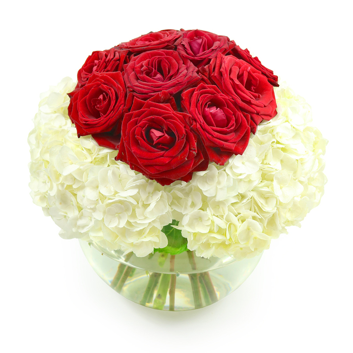 A beautifully crafted, dome-shaped bouquet is showcased in the centre of the image, standing in a clear, round glass vase against a spotless white background that accentuates every curve and colour. The top half of the arrangement is dominated by a tightly grouped cluster of rich red roses, approximately ten blooms forming a smooth, rounded hill of colour. Their petals are thick and velvety, unfolding in concentric layers that move from deeper, shadowed tones at the centre to brighter crimson at the edges. The roses sit proudly above a generous bed of creamy white hydrangeas, which wrap around the base like a soft cushion. Each hydrangea head is made up of countless small florets, creating a plush, cloud-like texture that contrasts beautifully with the sleek petals of the roses. The transition from the vivid reds down into the calm whites feels gentle yet visually striking, like a slow fade from intense emotion to quiet contentment. The transparent bowl-style vase cradles the stems in clear water, the straight, green lines adding a fresh, natural undercurrent to the otherwise polished composition. Light seems to fall evenly across the arrangement, enhancing the clarity and purity of the colours without harsh shadows. As someone who arranges flowers daily for couples in and around Golders Green, I see this as a classic anniversary piece, the sort of bouquet that might grace a dining room in Temple Fortune or a boutique hotel suite near Hampstead on a special night. It conveys romance and gratitude in a very direct way-no foliage, no distractions, just the powerful dialogue between passionate red roses and serene white hydrangeas, captured at their peak of freshness.