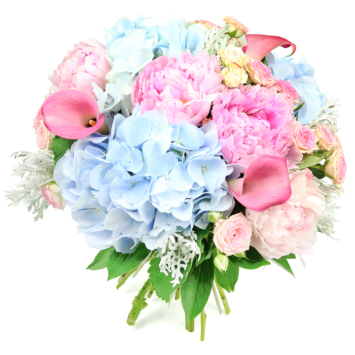 This image showcases a dramatically full, circular bouquet set against a bright white background, giving it the appearance of floating in space and drawing focus to every bloom. At first glance, the eye is drawn to the generous domes of pale sky-blue hydrangeas, their countless tiny petals creating a soft, pillowy texture that feels expansive and soothing. Interlaced with them are large, romantic peonies in an array of pinks - gentle blush, warm rose, and hints of deeper, almost fuchsia tones - each flower layered with ruffled petals that suggest both luxury and tenderness. Cutting elegant lines through this softness, tall calla lilies in saturated coral-pink and fuchsia seem to stretch upward, their smooth, trumpet shapes adding a sculptural, almost architectural element to the design. Tucked carefully among the larger blooms are clusters of small spray roses in shell-pink, alongside a few creamy yellow roses that bring warmth and subtle variation to the colour palette. Around and between the blossoms, velvety dusty miller foliage in soft, silvery-green contrasts beautifully with the darker, glossy green leaves from the rose and peony stems, giving the bouquet depth and a cool, sophisticated edge. The stems, bound together at the bottom, convey the craftsmanship of a hand-tied arrangement, ready to be carried from a local studio near Golders Green underground station to a celebration on Hoop Lane or a family gathering by Golders Hill Park. The composition radiates joy, romance, and abundance, evoking the gentle perfume of peonies and roses mingling with fresh greenery - a perfect statement for weddings, engagement parties, or heartfelt thank-you gifts across NW11.