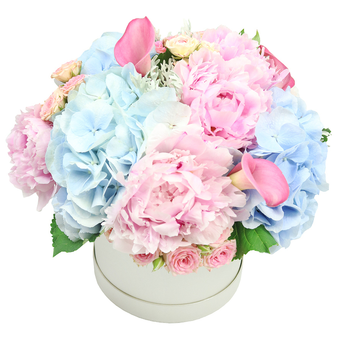 From the heart of Golders Green, this luxurious arrangement arrives in a refined light grey matte round box, a subtle homage to contemporary elegance. The bouquet is densely packed, building a rich dome of pastel pink and soft baby blue. The peonies are the stars-large, plush, their ruffled petals unfurling in shades from soft blush to deeper rose. Interspersed are bursts of baby blue hydrangeas, their airy clusters adding texture and a cool contrast to the warm pinks. Two bright pink calla lilies rise above, their trumpet shapes adding architectural drama to the composition. Near the rim, clusters of tightly budded spray roses echo the sweetness of the palette. Silvery foliage hints of dusty miller and fresh green leaves peek through, providing depth and a natural, garden-like feel. The overall mood is refined, romantic, and versatile, suitable for weddings, anniversaries, birthdays, Mother's Day, or even gender reveals. Delivered fresh to homes around Golders Green, or staged for elegant event decor near The Broadway, this piece speaks to luxury without ostentation, a timeless gift that complements both modern interiors and classic celebrations. Crafted with careful balance and a quiet hand, it invites the recipient to pause, breathe in the soft fragrance, and feel cherished.