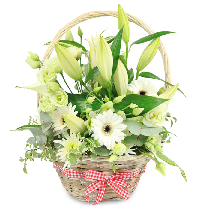 A beautifully full floral basket is photographed against a simple white background, allowing every detail of the design to stand out as clearly as shopfront displays along Golders Green High Road. The basket itself is a light, honey-coloured wicker, tightly woven with a slightly oval base and a sturdy handle that curves overhead like a small arch. At the front, a red and white gingham ribbon is tied in a tidy bow, its crisp checks adding a hint of cosy, country style that contrasts gently with the refined flowers above. Rising from the heart of the basket are numerous tall lily stems, bearing buds in shades of creamy white and pale green, their pointed tips closed but plump, suggesting a slow, elegant unfolding over the coming days. Among them sit bright white Gerbera daisies, each flower a perfect disc, with layers of neat petals surrounding deep, dark centres that draw the eye. Threaded throughout are lisianthus blossoms in soft whites and pale greens, their ruffled edges and multi-petalled forms adding both volume and a romantic, almost vintage feel. A graceful white calla lily, smooth and trumpet-shaped, curves from one side, lending a touch of modern elegance. Around and between the flowers, a generous mix of foliage creates a lush backdrop: silvery eucalyptus leaves, rounded and slightly powdery, contrast with variegated greenery edged in cream, while larger dark green leaves provide a strong base that makes the paler tones glow. The arrangement feels calm and uplifting, like a quiet stroll through the residential streets behind Brent Cross. Perfect for anniversaries, thoughtful gifts, or a refined centrepiece, this basket reflects the style of a local Golders Green florist who understands how to balance tradition, texture, and freshness in a single design.