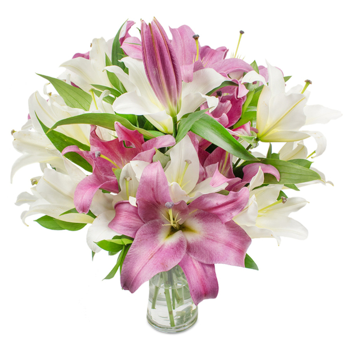 A full, elegant display of oriental lilies fills the frame, the flowers arranged in a plain clear glass vase that allows a glimpse of straight, trimmed stems and clean water beneath. The palette is a sophisticated duet of creamy white and intense magenta-to-fuchsia, the white blooms soft and luminous with occasional hints of yellow or pale green at their throats, and the pinks rich and velvety, sometimes marked by subtle veins or paler centres that add depth. Many flowers are fully open, exhibiting graceful, trumpet-shaped petals and prominent stamens with lightly dusted anthers, while others remain tightly furled at the top and edges of the bouquet, a promising sign of freshness and longevity. Dark green, lanceolate leaves weave through the cluster, providing contrast and sculptural movement that lifts the arrangement from traditional to modern. Bright, diffuse lighting highlights the petal textures and casts faint, soft shadows that give the arrangement a three-dimensional presence; you can almost sense the gentle, sweet fragrance that lilies breathe into a room. Described with the care of a Golders Green florist who understands local tastes and seasonal availability, this bouquet feels at once celebratory and composed, right for an anniversary gift, a thoughtful birthday gesture, or to brighten a home near Finchley Road and surrounding streets. The straightforward glass vase and visible stems underscore the bouquet's freshness and honest craftsmanship.