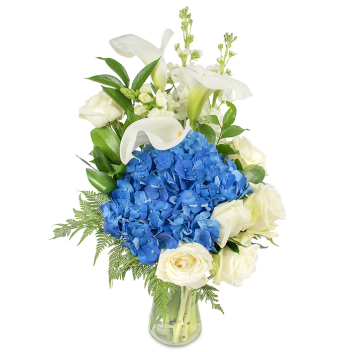 This refined floral composition stands tall in a transparent, tapered glass vase, photographed against a stark white background to emphasize its clean lines and tranquil colour story. Dominating the arrangement is a rounded, lush mass of vivid blue hydrangeas whose clustered petals offer a rich, almost velveteen texture and a cool, contemplative hue. Encircling the lower and outer edges of that blue core are creamy white roses, their tightly layered petals creating a cushiony, romantic contrast to the hydrangea's bulk. From within the cluster, elegant white calla lilies ascend - their smooth, trumpet-like blooms and gently curved stems imparting a sculptural sophistication, with a hint of pale green at their bases adding a natural gradient. Tucked between these primary blooms are tall, delicate spires of white snapdragons or stock, which contribute vertical rhythm and a subtle, lively contrast of form. Intermingled foliage - glossy dark-green leaves and lighter, feathery fern fronds - gives the arrangement depth and a freshly gathered-from-the-garden quality; a few fronds trail toward the vase's rim to soften the profile. The stems are neatly arranged and visible through the clear water, a small testament to the craft of the arranger. In soft, neutral lighting the bouquet feels composed and soothing, ideal as a tasteful sympathy gesture, an elegant anniversary present, or a calm centrepiece for a dining room in a home near Golders Hill Park or Hampstead Garden Suburb. The overall mood is one of quiet luxury, freshness, and considered floral artistry.