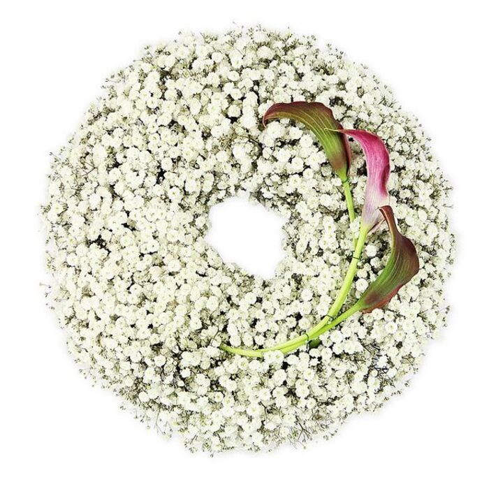 The photograph presents a close, overhead view of an elegant sympathy wreath, carefully arranged so that every detail of the flowers can be seen. Forming the structure is a thick ring of Baby's Breath, each tiny white Gypsophila floret adding to the impression of a soft, weightless cloud. There are no gaps in the ring; the blossoms are layered and intertwined until the wreath feels luxuriously full, yet the central opening remains perfectly round and empty, creating a peaceful, contemplative space within the design. Against this sea of white, two calla lilies are positioned in the upper right arc, their presence instantly drawing attention. Their smooth, sculptural spathes curl into elongated trumpets, displaying a rich gradient of colour that begins as deep burgundy and magenta at the tips and gently fades into muted green along the stems. The callas' glossy surfaces and precise, architectural lines offer a striking contrast to the feathery, cloud-like texture of the Baby's Breath. Their stems bend gracefully, as if growing naturally from within the wreath rather than simply resting on top of it. The image is lit with bright, even light, eliminating harsh shadows and enhancing the clean, modern atmosphere of the arrangement. This kind of wreath would feel perfectly at home at a memorial gathering in Golders Green, perhaps at a service followed by a quiet walk through nearby Hampstead Heath. It speaks of purity, devotion, and a sophisticated sense of farewell, the sort of floral tribute a local family might request from a trusted Golders Green florist for dignified funeral flower delivery across NW11.