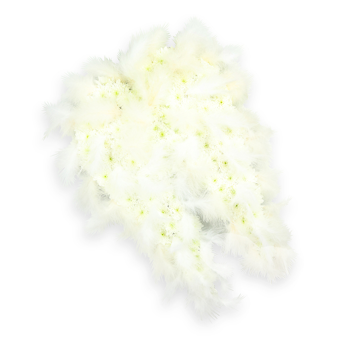 Shaped like a pair of gently outstretched angel wings, this funeral tribute in pure white stands out clearly against a bright, uncluttered background, much like a moment of stillness amidst the busy streets of Golders Green. Each wing is carefully formed from a dense carpet of small white flowers, probably compact chrysanthemums and dainty spray carnations, arranged so tightly that no gaps interrupt the soft, velvety surface. When you look closely, you can almost feel the plush texture under your fingertips, and you notice delicate hints of pale green and soft yellow at the heart of many blooms, giving a subtle, natural variation to the otherwise snowy composition. The wings taper gracefully at the top and base, while the outer contours are richly trimmed with plumes of white feathers. These feathers are light and fluffy, their fine strands catching the light in a way that mimics real plumage, adding a sense of movement and ethereal lightness. The feathers soften the edges and make the wings appear ready to cradle or shelter, evoking the idea of a guardian presence. A faint shadow beneath the arrangement lends a three-dimensional feel, as though the wings have just settled onto the surface. This design feels deeply reverent and consoling, suited for a memorial service at a synagogue or chapel around NW11, or a gathering of family and friends near Golders Hill Park. It symbolises purity, spiritual protection, and the gentle journey from this life to the next, offering a visually powerful expression of sympathy and remembrance for those saying farewell in Golders Green.