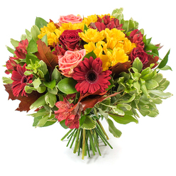 This hand-tied bouquet, photographed against a crisp white surface, reads like a small, domestic celebration of autumn - the sort of arrangement I would assemble for a cosy dinner by the window near Golders Green Road. At its heart sit rich burgundy roses and deep crimson gerbera daisies, their velvety petals layered and luminous in soft daylight. Interspersed among them are bright yellow spray chrysanthemums whose cheerful clusters lend lively texture and a sunny contrast that lifts the darker tones. Coral and soft peach roses thread through the design, mellowing the palette with a tender blush, while slender red-orange alstroemeria bring delicate speckling and a spidery, graceful silhouette. A mix of glossy dark green foliage and paler, almost variegated leaves provides a lush backdrop and a sense of volume, and several large, reddish-brown, autumnal leaves-suggestive of oak and maple-are tucked into the arrangement to anchor its seasonal character. The stems are gathered into a clean, visible green bundle at the base, finished as a traditional hand-tied bouquet that feels ready to be placed into any vase. As a florist serving Golders Green and neighbouring streets like Finchley Road and Childs Hill, I picture this piece as a Thanksgiving centrepiece, a thoughtful delivery for new neighbours, or a warm gift to bring seasonal cheer. Flowers Golders Green prepares similar bouquets with an emphasis on fresh texture and balanced colour for local delivery.
