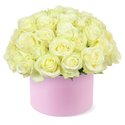 An opulent cluster of creamy white and pale ivory roses rises in a perfect dome from a round, blush-pink hat box, evoking the feel of an indulgent anniversary gift arriving at a doorstep in Golders Green. Each rose is full and velvety, petals layered in tight, symmetrical whorls that open gently towards the centre, where a soft hint of pastel yellow gives the blooms warmth and depth. The roses are packed so closely together that they form a continuous carpet of petals, with only the faintest touch of fresh green foliage peeking out along the lower edge, hinting at the stems hidden inside the box. The container itself is a smooth, matte pastel pink cylinder, its simple, clean lines balancing the richness of the floral dome above. The pale pink tone feels romantic yet contemporary, much like the stylish flower boxes you might see carried along Temple Fortune high street or into a cosy restaurant near Golders Green station for a celebratory dinner. The arrangement is photographed against a pure white background, so nothing distracts from the interplay of creamy blooms and soft pink. Light falls evenly over the flowers, picking up the gentle curves of each petal and giving the composition a serene, almost cloud-like quality. This design conveys a sense of quiet generosity and thoughtful elegance, making it ideal for marking significant moments-an anniversary, a proposal, or a heartfelt thank you-anywhere in and around Golders Green, where residents appreciate both classic romance and modern presentation.