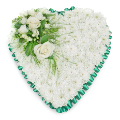 A beautifully composed heart-shaped funeral arrangement is shown against a clean, bright white backdrop, allowing every petal and ribbon fold to stand out clearly. The entire heart is filled with a tightly packed bed of white chrysanthemums, their small, rounded blooms pressed closely together to create a smooth, plush surface. This unbroken blanket of white suggests purity and serenity, like a peaceful sky over Golders Green at first light. The chrysanthemums form the foundation of the tribute, giving it a comforting, cushioned appearance that feels quietly embracing.   

Encircling the heart is a rich emerald green satin ribbon, meticulously pleated so that it ripples in a neat scalloped edge. Its subtle sheen catches the light in gentle highlights, offering a refined contrast to the matte softness of the flowers. In the upper left curve of the heart, an elegant accent spray has been arranged with the careful touch of an experienced local florist. Two creamy white roses, fully opened, sit at the centre of this cluster, their layered petals unfolding with a sense of tenderness and remembrance. Around them, finer white flowers-similar to freesias or other delicate blossoms-add a lighter, more intricate texture.   

Lush green foliage fans out behind and between the blooms, with broad, polished leaves and lighter, feathery fronds that trail softly over the chrysanthemum base. This mix of strong structure and gentle movement gives the design a living, breathing quality, even in a moment of loss. It is the kind of thoughtful funeral heart one might see delivered to a service near Golders Green Crematorium, offering quiet solace and a heartfelt message of love that lasts beyond the day itself.
