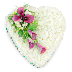 Captured on a simple white background, this heart-shaped floral tribute feels both serene and deeply personal, as if created to rest gently beside a loved one during a farewell service in Golders Green. The generous heart is densely filled with pristine white spray chrysanthemums, each bloom nestled so closely that they form a seamless, cushioned surface reminiscent of soft snow. Their pure whiteness suggests peace, innocence, and a quiet stillness, making the arrangement especially fitting for a thoughtful condolence gesture. Around the outer edge, a narrow band of emerald green ribbon traces the heart's curves, its satin finish adding a subtle glimmer and a neatly tailored look. On the upper left side, a dramatic spray of deep magenta and fuchsia calla lilies arcs across the chrysanthemums, drifting diagonally toward the lower centre. Three calla lilies open fully at the top, their sculpted, trumpet-like shapes and dark central spadices creating a striking contrast. Two slimmer blooms trail gently beneath them, introducing a sense of movement and gentle flow, like a ribbon of colour laid tenderly on the heart. Small white freesias or similar delicate blossoms are tucked between the calla lilies, their buds and petals offering a softer, more intricate texture. Surrounding foliage-broad, glossy leaves and light, feathery fern fronds-frames the vibrant flowers, enhancing the sense of depth. Crafted with the care you'd expect from an experienced local florist, this floral heart would feel at home in a quiet chapel near Golders Green Road, conveying enduring love, respect, and a comforting presence during a time of loss.