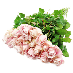 A lush bundle of approximately two dozen pale blush roses is artfully gathered and placed against a bright white background, as though a Golders Green florist has just finished tying a sympathy bouquet on a clean worktable. Each rose is long-stemmed and impeccably formed, with petals that spiral from the centre in tightly layered whorls, gradually unfolding into soft, rounded edges. The colour is a refined pastel pink, with subtle shifts towards dusty rose and very soft lavender in the shaded folds, giving the blooms a gentle, almost antique quality. Some flowers are still in neat, compact buds, while others are slightly more open, creating a natural rhythm of growth and quiet movement across the arrangement. Dense clusters of deep green leaves hug the stems, their matte and faintly glossy textures catching the light and adding depth to the composition. The stems themselves sweep diagonally through the frame, gathered at one end like a hand-tied bouquet ready for delivery to a family home near Golders Hill Park or to a service along Finchley Road. The neutral white background allows the roses' calm beauty to stand unchallenged, suggesting purity, peace, and a respectful stillness. There is an impression of soft fragrance, cool and comforting, as if the flowers had been carried in from the early morning markets that supply local shops like Flowers Golders Green. This arrangement feels especially suited to expressing heartfelt condolences, offering a tender, non-intrusive gesture of support, remembrance, and sympathy in times of loss.