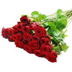 A sumptuous spray of deep red roses is arranged with care against a pristine white background, the composition angled gracefully from lower left to upper right as if just set down by a careful florist. The heads of the roses gather densely at the front, creating a plush carpet of velvety petals, each bloom at that perfect moment when the rose is fully formed yet still tight at the centre. The colour is an intense, velvety crimson that suggests passion and enduring affection, with subtle variations in tone where the petals curl and overlap. Fresh, dark green leaves punctuate the sea of red, adding natural texture and contrast, while the long, straight stems stretch out behind, neatly aligned and lightly crossing each other as they taper away into the distance. A few discreet thorns along the stems attest to the natural freshness of the bouquet, as though it has just arrived from an early-morning flower market. Strong but gentle lighting washes over the entire arrangement, picking up the soft sheen on the leaves and the satiny surface of each petal, creating a sense of depth and almost tangible richness. The minimalist white setting ensures that nothing distracts from the roses themselves, turning them into a bold visual declaration of love. It feels like the sort of grand romantic gesture a customer in Golders Green might send for an anniversary dinner at home, a special birthday, or a Valentine's surprise delivered to a doorstep off Finchley Road. The image captures not only the beauty of expertly prepared roses but also the quiet emotion that comes with gifting such a classic, heartfelt bouquet.
