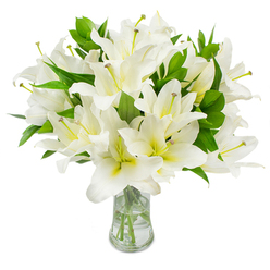 A strikingly pure arrangement of white lilies occupies the foreground, clustered generously in a simple clear-glass vase and photographed against a flawless white background that highlights every petal and leaf. Each lily is in peak bloom: multiple layers of broad, satiny white petals unfurl with a soft, architectural curve, while the inner throat shows a pale, creamy-yellow gradient that gives the blooms subtle depth and warmth. From several open faces, slender stamens rise-pale greenish-yellow filaments capped by warm brown anthers-offering fine, almost sculptural detail against the bright petals. Interspersed among the flowers are numerous deep green, lanceolate leaves whose glossy texture and strong vertical lines supply richness and contrast, filling the bouquet to a luxuriously full profile. Through the clear water the straight, pale green stems are visible, cleanly trimmed and arranged to sit securely within the vase; light glints off the glass rim and the water's surface, suggesting a calm morning light in a florist's studio near Golders Green tube. The composition reads both formal and comforting: it can serve as an elegant sympathy tribute, a refined centrepiece for a pared-back reception, or simply as a restorative accent in a Finchley Road apartment. A florist's hand is evident in the precise spacing and balance, the patience of selecting peak blooms, and the quiet restraint of the palette. For residents of Golders Green and neighbouring Hampstead Garden Suburb, this bouquet conveys sincere sympathy, refined taste, and the understated luxury of thoughtfully sourced, fresh flowers.