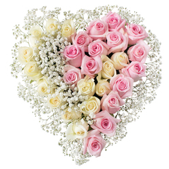 The image presents an elegant heart-shaped floral tribute, photographed against a clear white backdrop so that every nuance of colour and texture is easy to imagine. The heart is perfectly symmetrical yet emotionally rich, cleanly divided down the middle into two contrasting yet harmonious halves of roses. On the left half, numerous creamy white and very pale yellow roses are packed closely together, their petals unfurling in soft spirals that suggest innocence, peace, and a gentle goodbye. On the right, a matching sweep of medium pink roses, just as densely arranged, introduces warmth and sentiment, their velvety petals curling outward as though opening to shared memories. Threaded throughout both sides and generously framing the heart's outer edge are countless sprigs of white gypsophila, or baby's breath, forming a fine, lace-like mist that blurs any hard lines and brings a delicate, almost ethereal quality to the piece. The composition feels calm and contemplative, suitable for a funeral or memorial where the family wishes to express both deep love and quiet respect. One can imagine this design being carried into a chapel in Golders Green, perhaps after a peaceful walk past the trees on Finchley Road or through the quieter residential streets nearby. The roses look freshly selected, with no blemishes, suggesting careful conditioning and thoughtful craftsmanship by a local florist used to creating sincere, heartfelt tributes for moments of loss.