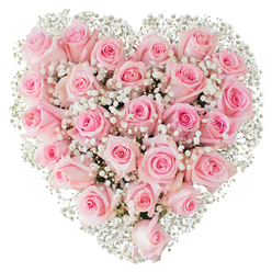 This perfectly formed heart of roses presents dozens of pale-pink blooms packed tightly to create a lush, velvety surface that feels almost textile to the fingertips. The roses vary subtly in their pastel shading - from barely-there blush to a slightly deeper rosy centre - and are staged at mixed points of openness so the composition reads as both abundant and alive. Intermingled among them, tiny clusters of white baby's breath (Gypsophila) float like softened highlights, their minute blossoms catching the light and adding a delicate, airy counterpoint that outlines the heart's silhouette against the stark white background. The photograph's bright, even lighting exposes the tactile contrast between thick, rounded rose petals and the feathery, filament-like stems of the baby's breath, while a cool undertone suggests freshness and recent preparation. From the perspective of a florist working in Golders Green, this is the kind of arrangement you might commission for a sentimental birthday, a thoughtful apology, or a wedding rehearsal where understatement and grace are required. Picture it delivered to a flat on Golders Green Road or placed on a mantelpiece near Hoop Lane, radiating a calm dignity in soft morning light. Though simple in palette, the design is sophisticated in execution: the heart shape is precise, the spacing intentional, and the overall sentiment quietly profound - a floral statement of love, remembrance, or gentle celebration suitable for neighbours and loved ones across the local community.