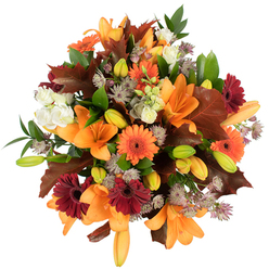 An intimate, overhead study of an autumnal bouquet assembled with seasonal care for Golders Green homes and gatherings. At the heart are several wide-open orange Asiatic lilies with smooth, trumpet-shaped petals that gleam in the bright studio light; surrounding them, buds in chartreuse and pale orange suggest the bouquet will continue to evolve for days. Cheerful orange Gerbera daisies pair with deep burgundy gerberas, their contrasting faces creating movement across the round composition, while creamy Lisianthus provide soft, ruffled counterpoints that temper the brighter tones. Sprays of purple-grey Astrantia weave through the arrangement, their miniature, star-like umbels creating a lacy, intricate texture that invites touch. Deep mahogany and russet leaves, shaped like fallen oak, are tucked between blooms to reinforce the seasonal story, complemented by lively green leaves and fine stems that cradle the flowers and give the work a full, rounded shape. Photographed against a clean white backdrop, every color is vivid and true, from pumpkin to garnet to fresh leaf green, conveying warmth and harvest abundance. As a local florist familiar with Golders Green and nearby Hampstead, I imagine placing this on a wooden dining table after a walk through Golders Hill Park, or sending it as a comforting birthday or Thanksgiving surprise. Flowers Golders Green prepares arrangements with this same attention to texture and longevity; the scent is a gentle mix of sweet petals and clean foliage, and the overall feeling is one of thoughtful celebration and seasonal generosity.