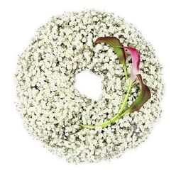 In this image, a graceful circular funeral wreath appears to float against a crisp white background, the entire ring composed of countless delicate sprays of Baby's Breath. The tiny white Gypsophila blooms cluster together so densely that they create a soft, clouded texture, as if the wreath were made from gentle mist or lightly fallen snow. Their off-white petals and fine green stems disappear into one another, forming a continuous halo with a calm, open centre that draws the eye inward and suggests reflection and stillness. Nestled into the right-hand side of the circle, two calla lilies introduce drama and depth. Their long, tapered stems sweep from the mass of Baby's Breath with an elegant curve, and their sculpted, trumpet-shaped flowers carry a powerful blend of colour: rich burgundy and wine-dark magenta at the inner throat, easing into softer green tones along the outer petals and stems. The rolled edges and silky surface of the callas catch the light, adding a subtle sheen that contrasts with the matte, cloud-like Gypsophila. The overall composition feels minimal yet emotionally charged, the white suggesting purity and remembrance, the dark callas hinting at profound love and farewell. It is the kind of tribute families in and around Golders Green might place at a chapel, synagogue, or graveside, perhaps after a quiet service near Hampstead Garden Suburb. The design carries a comforting gentleness, as if the wreath were offering a soft embrace, crafted with the attentive eye of a local florist who understands the importance of beauty and restraint in moments of grief.