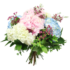 A luxurious bouquet of hydrangeas rests against a crisp white backdrop, its colours and textures standing out with the clarity of a bright morning in Golders Green. Large, rounded heads of hydrangea form the main body of the arrangement, with each bloom composed of tightly clustered, paper-soft petals. Pale baby pink hydrangeas drift into airy sky-blue heads, while creamy white blossoms anchor the palette with a sense of purity and calm. Between these generous spheres of colour, slim stems of deep fuchsia or magenta filler flowers, reminiscent of waxflower, weave in and out, their tiny star-shaped blossoms adding a playful sparkle and a feathery lightness. Enveloping the flowers is an abundance of fresh greenery: broad, dark green leaves provide a sturdy base, while smaller, lighter leaves soften the edges, giving the bouquet a full, garden-picked look. The stems are gathered firmly in a hand-tied style, the natural ends visible at the bottom, suggesting a gift ready to be placed in a favourite vase on a table near Golders Green Road or Hampstead Garden Suburb. The lighting is soft yet precise, illuminating each petal and leaf without harsh shadows, and the overall impression is one of refined elegance and gentle joy. This pastel hydrangea arrangement feels perfect for marking milestones, welcoming a new baby, or sending encouragement to friends and family across NW11, offering a soothing mix of colour and texture that brings the calm of a well-tended garden indoors.