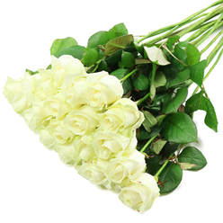 A striking spray of white roses stretches diagonally across a spotless white background, as if it has just been placed down by a careful florist in a Golders Green studio. The roses themselves are plentiful, clustered thickly at the lower left so that they form a soft, cloud-like mass of petals, then gradually thinning as the stems travel towards the upper right corner in a gentle fan. Each bloom is in pristine condition: outer petals open enough to show off the classic rose shape, while the hearts of the flowers remain tightly furled, promising days of beauty still to come. Their colour is a calm, creamy white with a suggestion of ivory at the centres and the faintest trace of green near the base of the outer petals, hinting at perfect freshness, like roses newly delivered from a trusted grower to a North London flower shop. The lighting is bright and even, so the petals appear almost luminous, their velvety texture clearly visible where light grazes the curves and edges. Beneath the blossoms, long, straight stems in a rich green lie in a tidy bundle, edged with clusters of dark, glossy leaves. Some foliage displays subtle red tones along the margins, adding a quiet depth to the predominantly green-and-white palette. The stems and leaves create a strong diagonal line, suggesting movement and direction, while the crisp white backdrop keeps the eye focused on the detail of each bloom. This image evokes the gentle scent and soothing calm of white roses, suitable for imagining a bridal bouquet being prepared near Golders Hill Park, a sympathy gesture sent to a family home, or a thoughtful anniversary gift delivered to an address off Finchley Road.