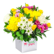 A bright, dome-shaped bouquet spills generously from a square white gift box, photographed against a seamless white background that throws every colour into sharp relief. The arrangement is rich and full, with no empty spaces, giving the impression of a carefully crafted yet affordable floral treat. At its core, abundant yellow flowers draw the eye: plump, many-petalled chrysanthemums mingled with petite yellow spray roses, some buds still tightly closed, others just opening to reveal soft, spiralling centres. They are gently cooled by clusters of white blooms - daisy-style chrysanthemums with crisp green centres and rounder, fluffier white mums - which break up the yellow with a fresh, clean brightness. Threaded between these lighter tones, bold fuchsia and magenta chrysanthemums create pockets of intense colour, their petals sometimes fading into softer pinks toward the tips, suggesting movement and depth. Here and there, delicate pink rosebuds and extra yellow buds are tucked among the larger flowers, giving a sense of gentle unfolding and future blossoming. Around the edges, deep green leaves provide a lush framework, their smooth, slightly glossy surfaces catching the light and anchoring the design. The bouquet sits snugly within a simple white square box, lending the piece a contemporary, tidy look that would suit a compact Golders Green flat near the station or a small office off Golders Green Road. The overall mood is uplifting and welcoming, a perfect little burst of colour for birthdays, get-well wishes, or everyday flower delivery across Golders Green when you want to send joy without excess.