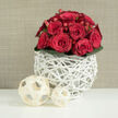 A lush cluster of deep red roses, arranged in a smooth, rounded dome, rises from an intricate white woven vase, exuding an air of intimate celebration that would suit a Golders Green wedding reception or cosy dinner at home. Each bloom is rich and velvety, some still cupped in tight buds, others opening into layered rosettes that invite the fingertips to trace their edges. Nestled among the roses, small red hypericum berries glint like tiny garnets, adding a playful sparkle and tactile contrast. A ring of dark, glossy leaves lines the base of the arrangement, grounding the bouquet with an earthy green that intensifies the crimson tones above. The vase is a sculptural piece in its own right, formed from slender white branches or wicker-like strands twisted into an open, airy cage that gives the impression of a delicate nest while staying clean and contemporary. Resting on the smooth white surface in front are two cream wooden spheres, woven in the same open pattern, one slightly larger and closer, the smaller just behind, creating a quiet sense of depth and balance. Behind this composition, a soft beige backdrop with a fine, fabric-like texture keeps the focus on the flowers and their vessel, reminiscent of a calm interior near Golders Hill Park bathed in gentle afternoon light. The overall mood is one of romantic poise and thoughtful design, perfect for bridal flowers, engagement celebrations, or same-day delivery in and around Golders Green when you want something that speaks of love with understated elegance.
