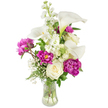 A sculpted, upright bouquet sits in a clear, fluted glass vase against a soft white backdrop, its composition at once refined and warmly intimate. Tall, ivory calla lilies lift like graceful trumpets, their smooth, waxy spathes curling inward to reveal the faint green-yellow wash at the throat and the sleek lines of their stems beneath the water. Nestled around them are sumptuous magenta peonies-two fully open, ruffled blooms that spill layers of velvety petals and one tighter bud promising another burst of colour. Creamy white roses, compact and traditionally elegant, tuck between the larger shapes, offering a buttery contrast to the bright whites and jewel-tone magenta. Wispy clouds of tiny white baby's breath thread through the arrangement, lifting the eye with a lace-like lightness, while upright sprays of white stock add a column of delicate florets and a whisper of scent. A variety of green foliage-broad leaves and feathered, fern-like fronds-frames the bouquet, grounding the vivid palette and lending a fresh, textural base. The transparent vase exposes the clean stems and moving water, reinforcing a sense of recent cutting and cool freshness. The overall mood is one of quiet celebration: sophisticated without stiffness, ideal as a centrepiece for an intimate dinner, a thoughtful anniversary gift, or a gentle sympathy tribute. In the soft, diffused light the arrangement reads both modern and timeless, an artwork of form and fragrance that radiates calm, considered beauty for any room.