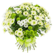 A lush bouquet of chrysanthemums in serene whites and lively greens is shown in close detail against a pristine white background, so that the structure and colour harmony can be easily appreciated. The florist has built the design around an abundance of white and creamy-yellow chrysanthemum heads, their many fine petals gently overlapping to form soft, rounded blooms that seem to glow from within. Tucked between these are smaller clusters of white spray chrysanthemums that resemble dainty daisies, their open faces adding an airy, almost carefree character to the composition. Dotting the arrangement at regular intervals are striking lime green pompon chrysanthemums, each one a tight, spherical cluster of petals that looks almost like velvet under the light. Their bright green hue suggests the first shoots in a garden off North End Road and breathes contemporary energy into the otherwise classic white bouquet. Patches of dark green foliage weave quietly among the blossoms, providing depth and a reminder of the stems' natural origins. All the stems are drawn together at the base and clasped by a wide satin ribbon in a matching lime green shade, the bow arranged in generous loops that echo the roundness of the pompon blooms. The bouquet feels fresh, calm, and thoughtfully composed, perfect for resting on a mantelpiece in a Golders Green flat, welcoming a new baby, marking a housewarming, or offering gentle comfort after a loss. The even, soft lighting and minimalist setting keep all attention on the interplay of white petals and green accents, making the flowers themselves the quiet, expressive focus.