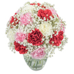 This exuberant bunch, crafted by an attentive florist in Golders Green, is a celebration of both tradition and contemporary flair. Each carnation-whether rich crimson, delicate pink, or creamy white-unfolds in lush, textured layers, inviting touch and admiration. Wafts of gypsophila, or baby's breath, insert a whimsical, floating lightness throughout, their snowy clusters softening the visual weight of the bolder blooms. The composition is carefully rounded and dense, giving a sense of abundance, while the open glass vase offers a glimpse of green stems thriving in clear, cool water, reminiscent of local fresh market finds along Golders Green Road. Sunlight streams in evenly, making every shade pop against a pristine white background and filling the bouquet with vibrant optimism. This arrangement suits myriad occasions-birthdays, anniversaries, or gentle shows of gratitude in the Golders Green community-its presence bringing both cheer and comfort. There's an intimate sense of hopefulness and warmth here, a balance that feels perfectly at home on a family dining table or as a friendly gesture to a neighbour. Available for prompt local delivery, this design reflects the artistry and heart that define flowers in Golders Green.