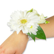 A pristine white wrist corsage rests gently on the inner forearm of a person with fair skin, set against a clean white studio background. The arrangement is anchored by a large, immaculate white Gerbera daisy whose many crisp, silky petals fan outward from a bright, yellow-green central disk that catches the light like a tiny sun. Clustered around the Gerbera are softer, fluffier white blossoms-miniature chrysanthemums and tender lisianthus buds-their rounded forms creating a layered, cloud-like texture that contrasts with the Gerbera's graphic rays. Deep, glossy green leaves-broad salal or ruscus-peep from behind the flowers, framing the composition and adding cool botanical depth that accentuates the whites. The blooms are secured to the wrist by an elegant multi-strand bracelet of small white pearls that glimmer subtly and curve with the contour of the arm, suggesting vintage romance and careful handwork. The scent is implied: a faint, green, almost grassy lift beneath a clean floral sweetness, as if picked early on a cool morning in Golders Green. Soft, even lighting highlights the delicate veins in the petals and the satiny sheen of the pearls, while the plain backdrop keeps attention entirely on the wearable bouquet. This corsage reads timeless and ceremonial-perfect for a bride, bridesmaid, prom date, or graduation guest-and conveys quiet purity, poised grace, and the reassuring tactility of fresh flowers fitted close to the skin. A local Golders Green aesthetic is suggested by the restrained, classic composition and the thoughtful, hand-finished details that make the piece both elegant and intimate.