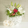 In this floral basket arrangement, white lilies and red roses are gathered in a way that feels both polished and naturally abundant, as though they have been composed by an experienced Golders Green florist who understands how flowers move and breathe. The container is a white, woven basket with an open lattice texture, its pale tone contrasting gently with the vivid blooms while adding a touch of modern craft. Above the basket's rim, tall stems of lilies stretch upward, some displaying wide, star-like flowers with creamy petals and soft green centres, others still tightly furled and promising more beauty over the next few days. Nestled below and between them, deep red roses form pools of colour, each petal tightly layered and velvety, suggesting romance, admiration, or heartfelt remembrance. The flowers rest on cushions of bright green mossy dianthus, which appear almost like soft grass, giving the bouquet a refreshing, garden-bed feel. Red hypericum berries, rounded and glossy, punctuate the design like small jewels, while airy gypsophila adds a fine white mist that lightens the composition. Threads of foliage loop outward and upward, lending gentle movement and framing the blooms so they seem to float above the basket. The ambient light, reminiscent of a calm afternoon in a Golders Green living room, highlights the contrasts of white, red, and green without any harsh shadows, creating a sense of calm. This bouquet feels appropriate for sending thoughtful messages across Golders Green and the surrounding streets-perhaps congratulations on a special milestone, a note of sympathy, or a quiet gesture of gratitude delivered straight to a local doorstep.