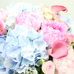 A sumptuous bouquet fills this image so completely that the viewer is drawn straight into a world of velvet petals and gentle colour, as if leaning in to breathe in the fragrance in a quiet Golders Green sitting room. Large, full pink peonies anchor the arrangement, each bloom a mass of ruffled petals that fold and curl in intricate layers, moving from the softest blush on the outside to a deeper, warm rose-pink at the heart. Their plush texture suggests something almost cloud-like and touchable. Nestled against them are rounded clusters of sky-blue hydrangeas, made up of many tiny, flat florets that together create a pillowy, cloud effect, tempering the sweetness of the pinks with a cool, fresh note reminiscent of early morning skies above nearby Hampstead Heath. Cutting through this softness, elegant calla lilies in a bold rose-pink nearing fuchsia arch gracefully, their smooth, trumpet forms and waxy sheen adding a sculptural, modern twist. Smaller blush roses weave quietly through the composition, some in tight buds and others beginning to open, evoking moments of tender affection and quiet milestones. Slender sprigs of silvery-green foliage peek out here and there, adding a soft, misty backdrop to the brighter blooms and hinting at the bouquet's freshly gathered character. The lighting is gentle and diffuse, with subtle highlights catching along the petal edges, enhancing depth and dimension. The overall impression is one of romantic celebration and serene joy, an arrangement that would feel right at home delivered to a Golders Green terrace for an engagement, new baby, or simply to brighten someone's week.