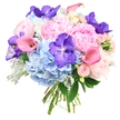Against a spotless white background, this round, hand-tied bouquet seems to float, its colours blending in a soothing yet luxurious harmony reminiscent of a calm afternoon in Golders Green. The central focus is on several sumptuous light pink peonies, fully open and generously layered, their ruffled petals overlapping to create a soft, cloud-like fullness that immediately evokes romance. Surrounding them, ample clusters of sky-blue hydrangeas form a lush, rounded base; each spherical head is composed of many small, delicate blossoms, giving the arrangement a sense of gentle volume and tranquility. Punctuating these softer tones are deep violet Vanda orchids, their flat, open blooms and intricate speckling adding a vivid, exotic energy, like tiny pieces of abstract art nestled within the bouquet. Threaded throughout, slender calla lilies in blush-pink and peach sweep gracefully in curved lines, their smooth, trumpet shapes offering a modern, sculptural contrast to the more feathery textures. Interspersed between the larger blooms, pale pink spray roses in tight, budding clusters add subtle detail and a classic romantic feel. At the edges and between the flowers, glossy dark green leaves and distinctive silvery-grey Dusty Miller foliage create depth and texture; the Dusty Miller's velvety, frost-touched appearance gently cools the overall palette. All of the stems are cleanly aligned and bound at the base, clearly crafted by an experienced hand, ready to be carried along Temple Fortune or delivered as a surprise nearby. The bouquet conveys an atmosphere of elegance and heartfelt celebration, perfectly suited to anniversaries, special birthdays, or simply brightening a Golders Green home with an air of refined joy.