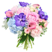 Set against a pure white background, this hand-tied bouquet glows with a blend of soft romance and striking colour that feels both refined and inviting. At its core, light pink peonies open generously, each bloom made up of countless ruffled petals that curl and fold inwards, giving a plush, airy volume like tiny clouds suspended in bloom form. Around them, rounded heads of powder blue hydrangea gather, each made of many delicate florets, creating a cool, serene base that evokes the calm of a clear sky above Golders Green's quiet residential streets. Deep purple Vanda orchids, their petals wide and richly saturated, are scattered through the design, their darker speckled patterns adding depth and an exotic, almost couture detail. Threading elegantly between these are fuchsia pink calla lilies, their smooth, trumpet-shaped flowers bending with a gentle sense of movement, leading the eye through the arrangement. Tiny blush pink spray roses nestle in the gaps, adding layers of intricate texture that soften the overall shape. Silvery-green dusty miller foliage, with its softly fuzzy leaves, mingles with sleek dark greenery to frame the blossoms without ever competing with their colour. The stems at the bottom are visible and cleanly tied, giving the impression of a carefully handcrafted bouquet ready to be carried to a wedding near Brent Cross or delivered as a thoughtful gift to a home off Finchley Road. The bouquet seems to radiate quiet celebration, combining cool blues, soft pinks, and rich purples into a composition that suggests love, gratitude, and the joy of a special moment shared in NW11.