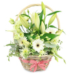 A softly lit photograph shows a rustic wicker basket, its pale, natural fibres tightly woven and curved into a gentle oval, standing alone against a bright white background. A simple handle arcs over the flowers, while a cheerful red and white gingham bow sits neatly tied at the lower front, giving the piece a warm, homely character that would suit any Golders Green living room or café near Golders Hill Park. The basket is packed to the brim with fresh white and green blooms, creating a lush, garden-like feel. Tall lily stems rise from the centre, their buds closed or just beginning to split, revealing glimpses of creamy white petals inside pale green sheaths, like a quiet promise of more beauty to come. Around them, white Gerbera daisies open fully, their tiered petals forming perfect circles around dark chocolate centres, adding both brightness and structure. Soft, ruffled lisianthus flowers in white and pale green curl delicately around the larger blooms, giving the design a layered, almost cloud-like softness. A sleek, white calla lily unfurls from one side, its elegant funnel shape adding a subtle contemporary note. Dense greenery cradles the flowers: rounded eucalyptus with a blue-green wash, variegated foliage streaked with cream, and broad, glossy dark leaves that frame and support the arrangement. The interplay of textures-smooth lilies, velvety petals, and crisp foliage-creates depth and movement. This basket feels perfectly suited to an anniversary surprise delivered to a flat near Temple Fortune, a gentle gesture of thanks, or a comforting gift, radiating purity, renewal, and understated elegance crafted with an expert local touch.