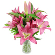 A generous studio bouquet of deep pink oriental lilies is pictured upright in a simple clear glass vase, set against a pristine white background that makes every petal and leaf sing. The composition features a cluster of large, star-shaped blossoms in vibrant fuchsia and rosy pink tones; each open lily shows broad, gently curving petals that fade subtly toward paler, almost creamy margins and reveal chartreuse-yellow throats that blush into soft cream at the centre. Prominent dark burgundy stamens dusted with pollen add a tactile contrast against the glossy petals, while several elongated buds - from slender pale pink tips to richer fuchsia sheaths with tiny green hints - promise days of unfolding beauty. Rich, lance-shaped green leaves and sturdy upright stems create a verdant frame, their waxy texture and deep colour giving the bouquet depth and structure. The clear vase tapers slightly and displays neatly trimmed stems and clear water, a quiet mark of professional care that emphasizes freshness. Soft studio lighting picks out subtle veins and the satiny sheen of each petal, and there is an implied scent of heady, sweet lily perfume that seems to invite the viewer closer. This arrangement reads as both contemporary and timeless: suitable for birthday celebrations, to cheer a home in Golders Green, as a thoughtful Mother's Day gift, or as a refined sympathy bouquet. The image conveys craftsmanship, longevity, and the slow, gracious unfolding of life and colour, described here as a florist would to a visually impaired client, with attention to texture, tone, and the gentle drama of the flowers themselves.