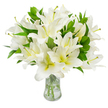 A generous bouquet of fresh white lilies fills the frame, arranged with deliberate care in a clear, classic glass vase set against a pristine white backdrop. The trumpet-shaped blooms open broadly, each blossom composed of six smooth, luminous white petals that curve outward with a gentle, graceful sweep. Near the flower centres a soft, creamy-yellow wash deepens toward the throat, lending a quiet warmth beneath the brilliant white. From several open flowers the long stamens extend-pale greenish-yellow filaments topped with rich, earthy brown anthers and a faint dusting of matching pollen-adding delicate texture and a natural, tactile detail. Between the blossoms, abundant lance-shaped leaves of deep verdant green weave through the composition, their glossy surfaces and pointed tips creating a full, sculpted silhouette that frames the lilies and gives the arrangement a sense of abundance and healthy vigour. The transparent vase reveals the neat, pale green stems submerged in crystal-clear water, catching reflected light and reinforcing the bouquet's fresh, just-arrived-from-the-market quality. There is an implied scent in the image: a subtle, sweet lily perfume that would gently fill a quiet room, as familiar to anyone who's collected flowers from Golders Green Road market on a soft morning as it is to a florist's studio. The overall impression is one of serene purity and thoughtful elegance-an arrangement suited to moments of remembrance, to an understated wedding table, or simply to bring a calm, refined presence into a Hampstead sitting room. Presented with the restraint of classic floristry, this bouquet communicates peace, freshness, and a carefully tended beauty.