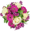 Seen from a clear overhead angle against a clean white backdrop, this densely packed hand-tied bouquet reads as a joyful study in contrast and harmony. At the centre, creamy ivory roses open in soft, velvety spirals whose satin petals reflect a gentle, tea-like scent; their classical form anchors the composition with quiet elegance. Surrounding them, vivid magenta gerbera daisies fan outward with bold, flat faces and tightly layered petals that create a lively, textured halo - their dark central disks giving the eye a focal point and a theatrical pop of contrast. Tucked between these are clusters of deep purple alstroemeria, the Peruvian lilies offering slender, trumpet-shaped blooms with subtle streaks and flecks that lend an exotic, painterly detail. A mix of glossy broad leaves and fine, variegated greenery fills the gaps, the leaves' waxy sheen catching soft studio light and setting off the floral colours with fresh, verdant relief. The circular, compact arrangement reads as both contemporary and timeless, ideal for birthdays, thank-yous, anniversaries or a spontaneous 'thinking of you' delivery across Golders Green and nearby Hampstead Garden Suburb. The overall mood is celebratory but refined: the textures invite touch, the layered colours evoke warmth and cheer, and the scent is delicate rather than overpowering. A local florist's careful placement is evident in the balanced rhythm of shapes and hues, designed to sit beautifully as a central table piece or to arrive as a considered gift for someone who appreciates both classic roses and lively, modern florals.