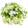 From above, this bouquet appears as a harmonious circle of white and green chrysanthemums, floating on a bright white background that emphasises its cool, fresh palette. The central focus is an intricate mix of white blooms: dainty spray chrysanthemums with neat, daisy-like petals and green-yellow eyes sit alongside plumper, more traditional white mums whose densely layered petals give them a cushion-like, almost plush look. Adding another dimension are white spider chrysanthemums, their longer, more delicate petals splaying and curling gracefully, like fine threads of silk, introducing softness and a touch of whimsy to the otherwise structured dome. Between the white flowers, clear pops of green chrysanthemums catch the eye: small, perfectly rounded Santini buttons in a vivid chartreuse tone and slightly larger lime-green cremon or spider mums, whose slim petals stretch outward from a subtly deeper green centre. These greens bring crisp energy and prevent the white from feeling too still, creating a lively yet calming balance. Around the outer edge and peeking through the gaps, a generous layer of deep, glossy foliage in rich emerald tones cradles the blooms, offering depth and framing the arrangement with natural texture. The bouquet feels like a quiet breath of fresh air, reminiscent of pausing on a bench near Golders Hill Park to take in the greenery around you. Ideal for conveying peaceful well-wishes, celebrating a new beginning, or simply brightening a Golders Green living room, this arrangement radiates understated elegance and a sense of gentle, enduring comfort.