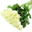 A luxurious diagonal bouquet of white roses lies across a pure white surface, the kind of artful presentation you might expect from an experienced Golders Green florist preparing a special delivery before it leaves the shop. The bulk of the roses gathers in the lower-left portion of the frame, creating a dense canopy of blossoms where each head leans gently against the next. The petals are smooth and velvety, unfolding from tightly packed centres into broad, rounded outer layers that give each bloom a full, generous shape. Their tone is a tranquil, creamy white, with just a hint of ivory near the heart of some flowers and a soft flush of green at the base of several outer petals, signalling exceptional freshness, as though the stems have only recently been trimmed and conditioned. From beneath this cushion of roses, the stems stretch upwards and to the right in a gentle sweep. They are long, straight, and strong, dressed in a mantle of deep green leaves that cluster at intervals along their length. The foliage appears vibrant and well-hydrated, some leaves carrying discreet reddish edges and undersides that add subtle warmth to the overall palette. The entire arrangement is lit with bright, balanced light that shows every fold and curve in the petals while allowing only the faintest shadows to fall onto the white background, preserving a sense of airy cleanliness. This composition evokes the calm of early morning flower conditioning in a local studio off Golders Green Road, and would suit a wide range of sentiments: a bridal bouquet photographed before the ceremony, a thoughtful sympathy tribute on its way to a family home, or a pure, heartfelt gesture to mark a quiet anniversary or new beginning in North West London.